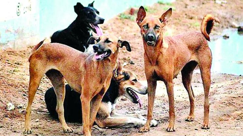 Animal rights activists say that despite the courts injunction stray dogs are killed indiscriminately by the vigilante squads in Kerala. (Representational image)