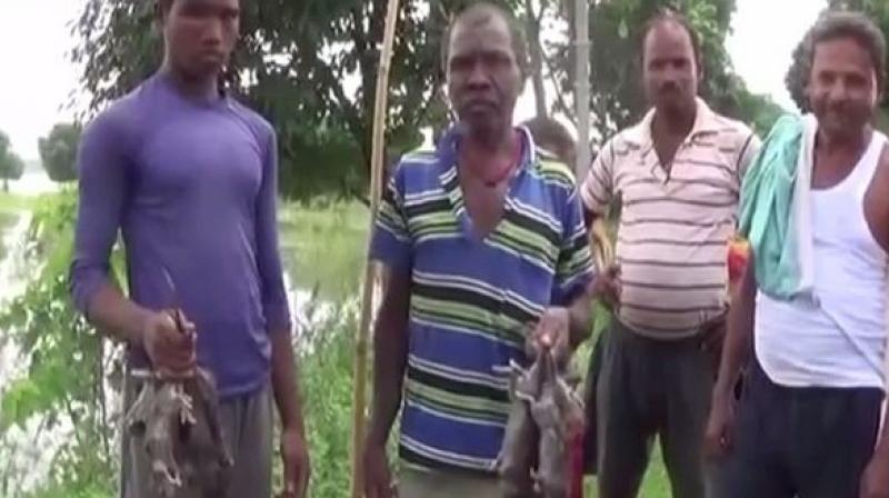 Have to eat rats to survive, claim locals in flood-affected Bihar village
