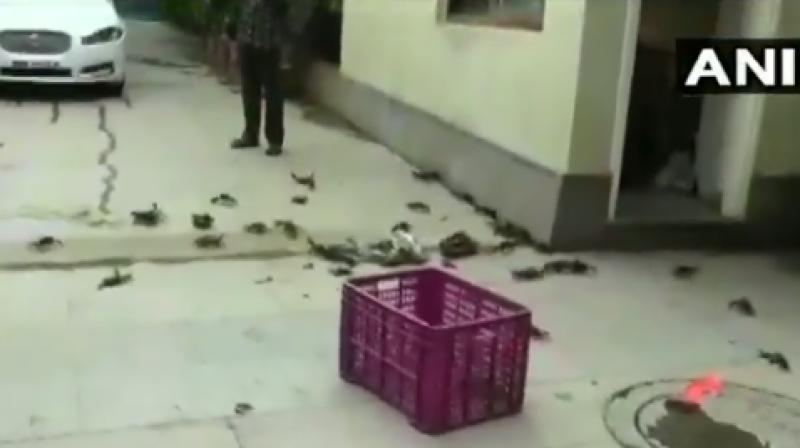 Watch: NCP workers throw crabs at state ministerâ€™s residence over dam breach comment