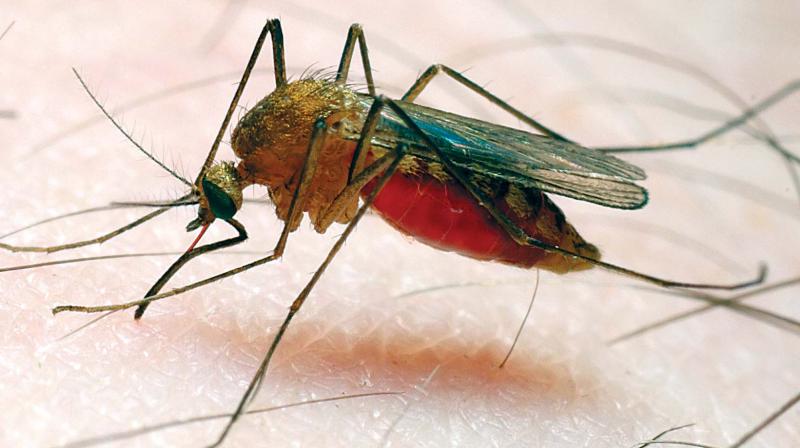 Vijayawada: Four cases of malaria reported this year