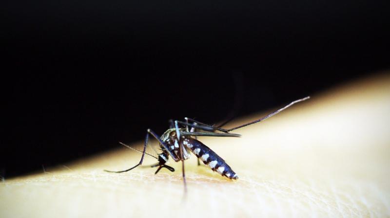 Faltering malaria fight should refocus on high-risk countries. (Photo: Pixabay)