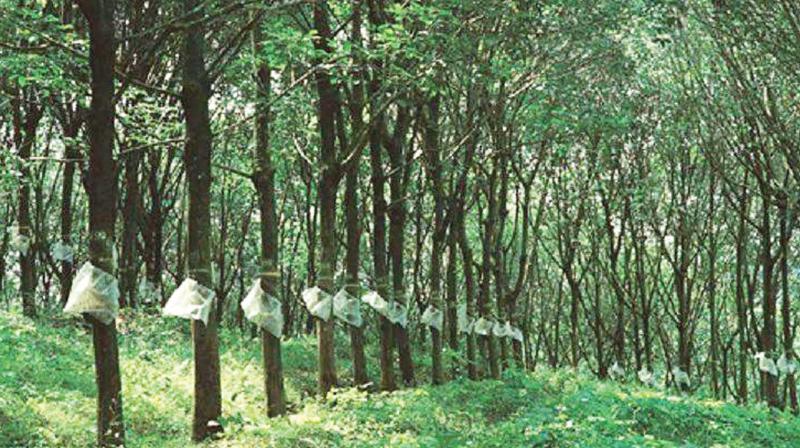 Oppose move to remove import duty on rubber: UPASI president AE Joseph