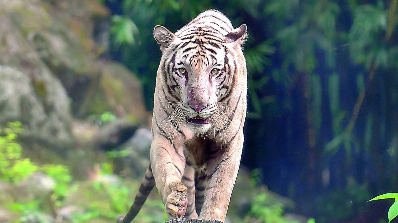 Roar back: Tiger count up in Telangana