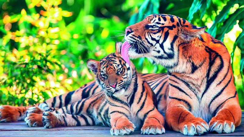 Madhya Pradesh has maximum number of tigers