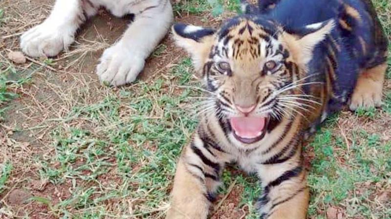 Chennai: 2 black, 1 white tiger cubs at Vandalur zoo