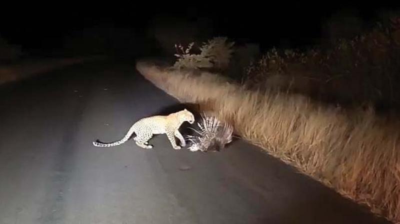 Chamarajanagar: Porcupine foils leopard attack, video goes viral