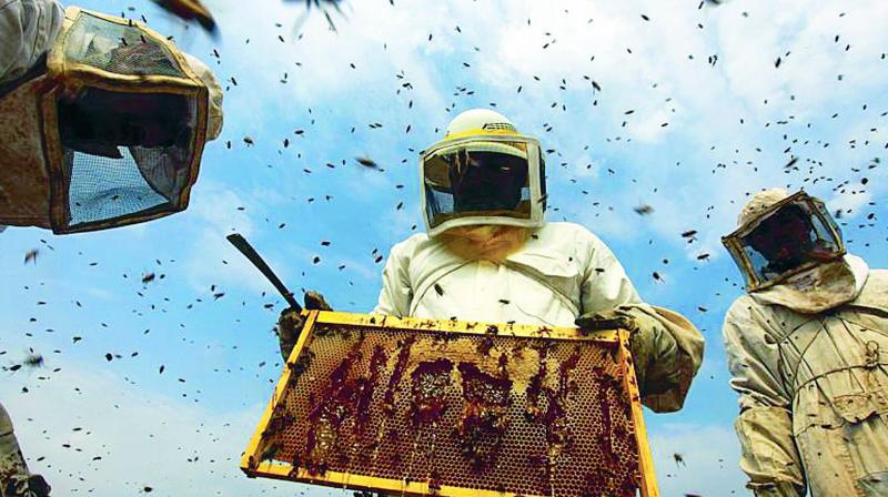 Honey heals Colombian war wounds