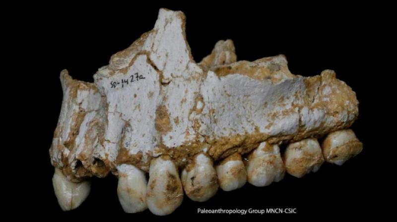 The genetic clues include Neanderthal DNA that contains mutations that usually occur in small populations with little genetic diversity. (Photo: AFP)