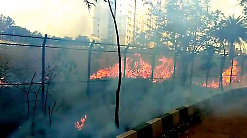 Ten trees and 15 saplings caught fire on the banks of Kasavanahalli Lake in East Bengaluru on Monday	(Photo: DC)