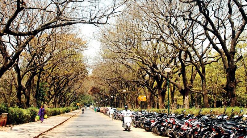 Bengaluru: No volunteers, funds, tree census put off