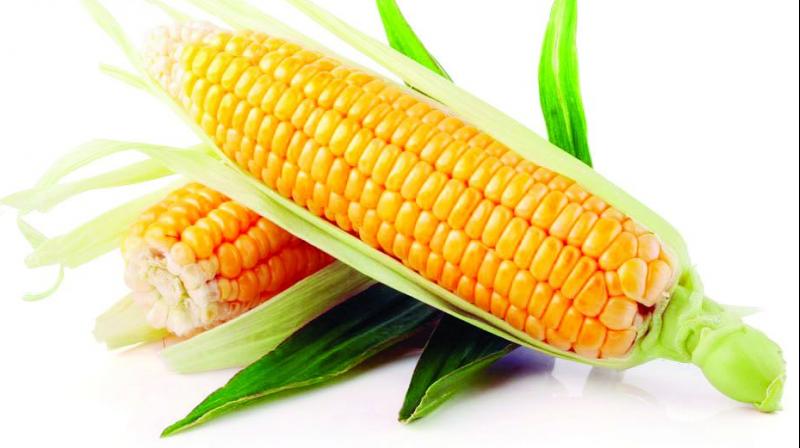 Corn is a fave ingredient during the monsoon, with high nutrient values. Come, try out these delicacies.