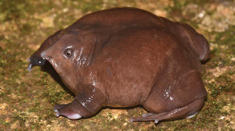 Thrissur: Purple frog, new contender for state amphibian