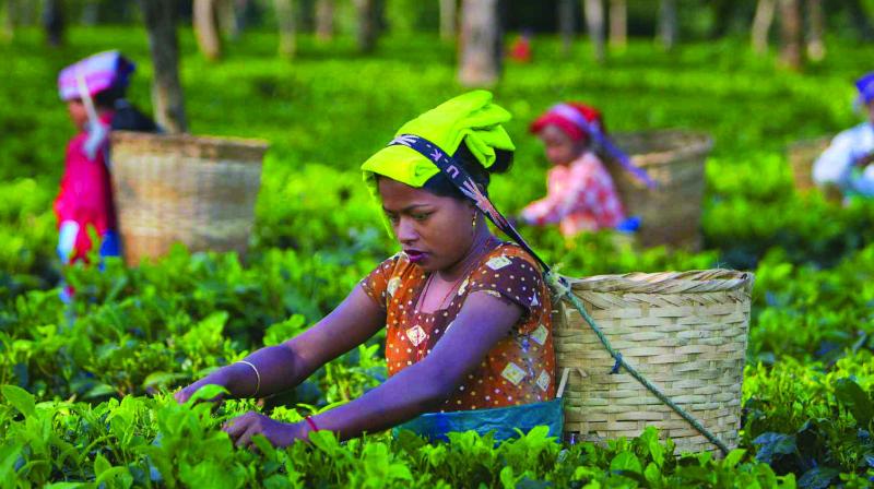 Tea production drops 4 per cent in April
