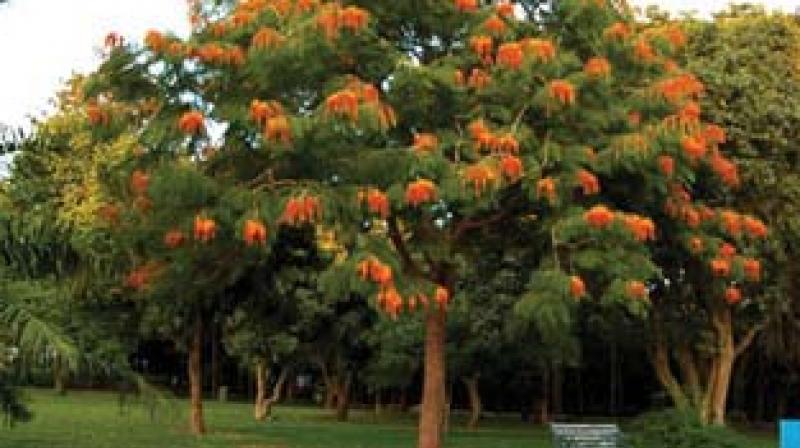 Bengaluru: Now an app to track our cityâ€™s trees