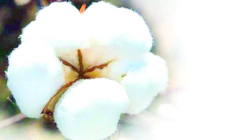 Hyderabad: Only 3 lakh acres of cotton sown till date