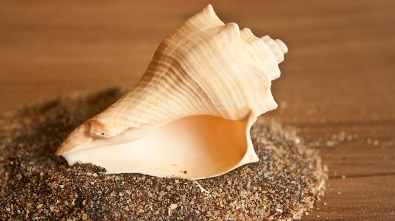 Shankh or conch is considered a gift of the ocean and was one of the 14 ratnas produced during the Samudra Manthan  the legendary churning of the ocean. (Photo: Pixabay)