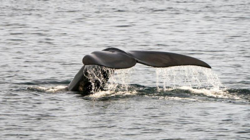 Endangered whales found dead in Canadian waters
