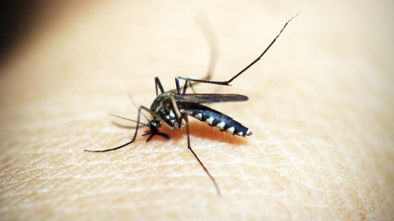 Toxins from botox family could cure malaria
