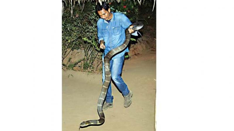 Its a three-year programme, being done in Agumbe and its surrounding areas at different locations for gathering more and diverse information on the King Cobra. The Union government has granted permission to continue this study