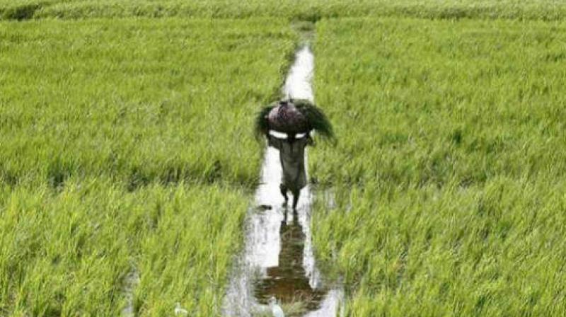 The CRDAs latest move to drag farmers into the consumerism mode received heavy criticism. It has mentioned in a communiqu© that it would identify 100 farmers after receiving applications from them. (Representational image)
