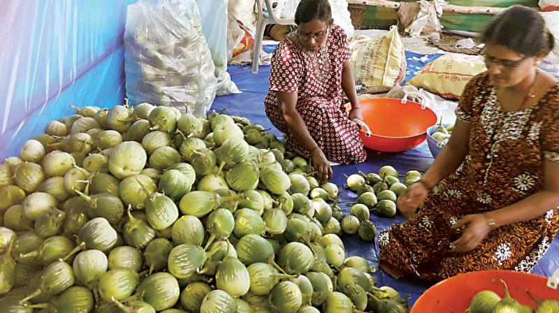 Mattu Gulla had become a Geographical Indication (GI) tagged vegetable and a patented one in 2011 and now the growers had started the process of grading, labelling and processing it for exports too after getting a licence. (Photo: DC)