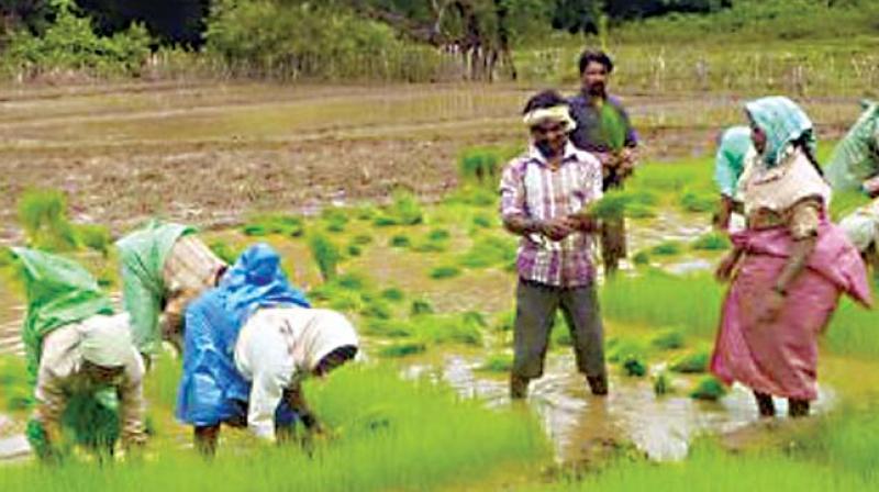 A file photo of farmers planting paddy at a village in the Western Ghats in Dakshina Kannada district