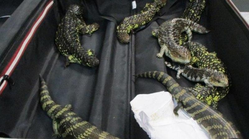 Japanese woman arrested for smuggling 19 lizards in Australia