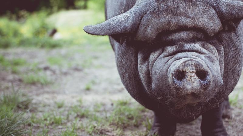 The new case in Shenmu city of Shaanxi province killed 19 of 33 pigs. (Photo: Pixabay)