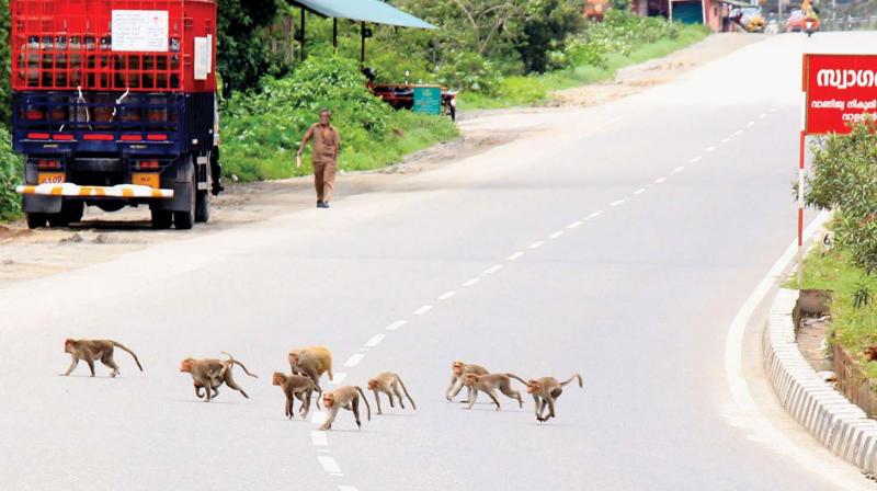 With fewer trucks parking at the wayside at Walayar, monkeys seem to have a freeway on Saturday. (Photo: DC)