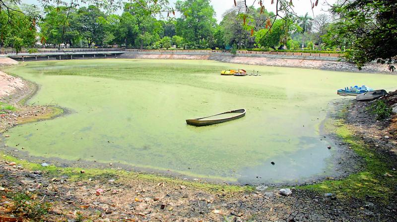 Public Gardens cries for attention