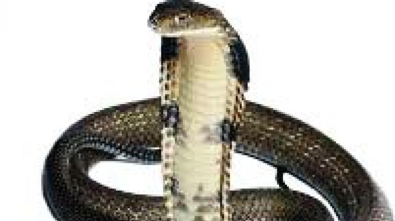 Hyderabad: Emergency treatment critical in snakebite