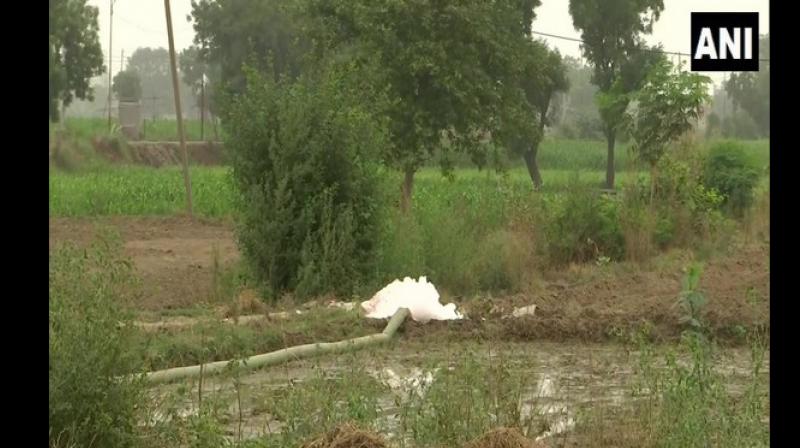 Farmers in Mungeshpur village using toxic drain water for growing vegetables