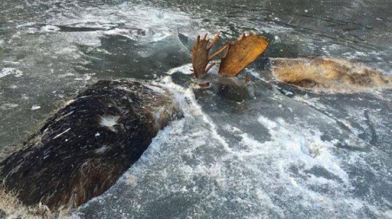 It was the end of moose rutting season, and the animals likely were fighting over a female moose. (Photo: Facebook)