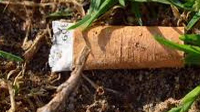 Cigarette butts can significantly reduce plant growth