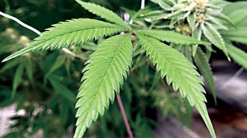 Mangaluru police launch major drive against drug menace