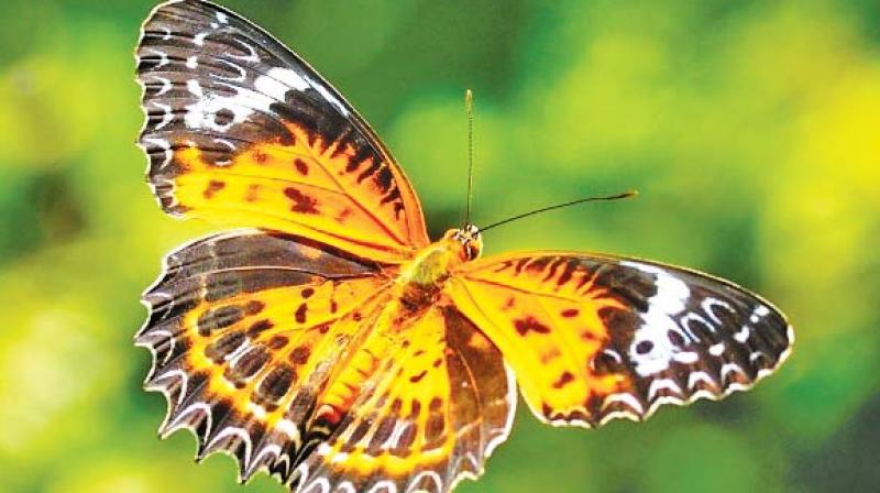 Global warming and pesticides pose serious threat to butterfly population