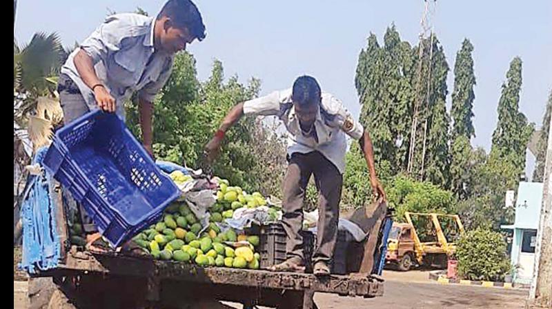 Mango, melon mania hits Chennai
