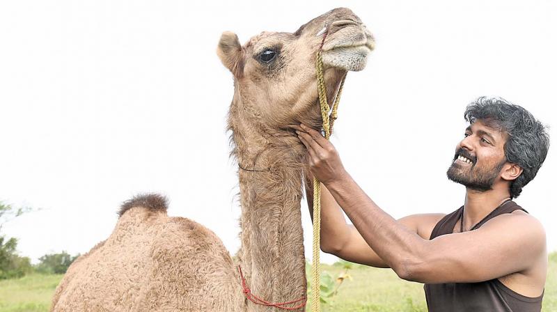 The camel â€˜Sarahâ€™ is soul of Bakrid: Vikranth