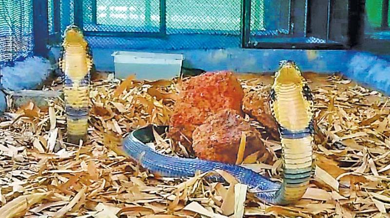 Vandalur zoo gets pair of King Cobras