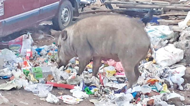 Heaped garbage brings wild boars to Coonoor town