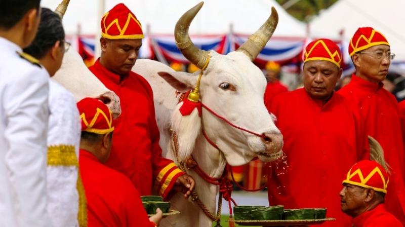 Sacred oxen predict â€˜abundantâ€™ harvest at Thai â€˜royal ploughing ceremonyâ€™