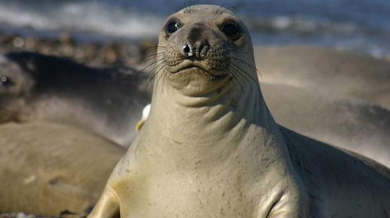 Giant, angry seal helps Australian cops to bust international drug ring. Find out how