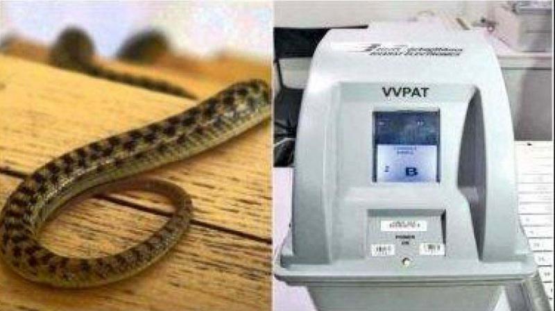 Snake in VVPAT machine holds up polling in Kannur