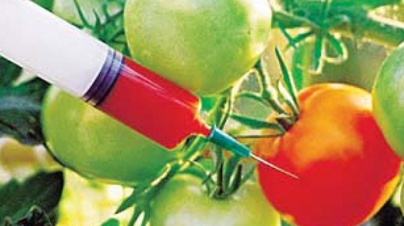 Genetically Modified Crops Need Detailed Evaluation Say Doctors Genetically Modified Crops