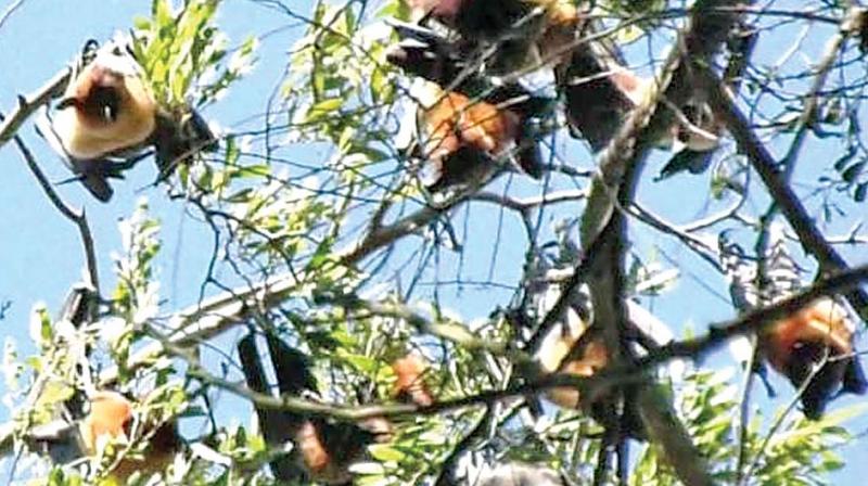 Fruit bats prefer Ootyâ€™s cool climate, greens astounded