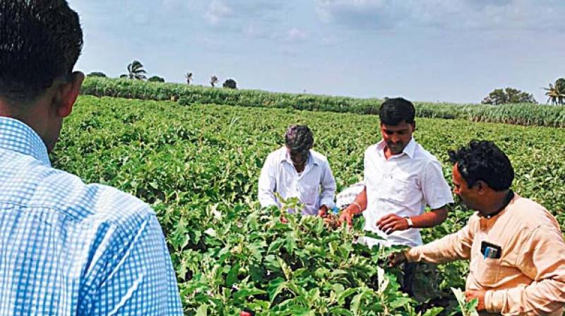Vijayawada: Tenant farmers seek state help