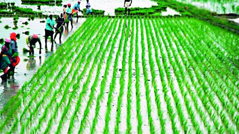 Karimnagar: Farmers intensify paddy planting