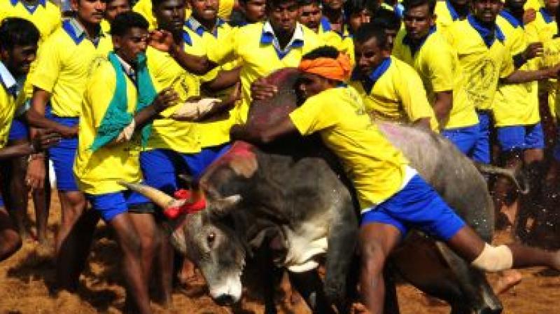 At the world famous Jallikattu in Alanganallur near Madurai, at least 25 people were injured on Tuesday. (Photo: AFP)