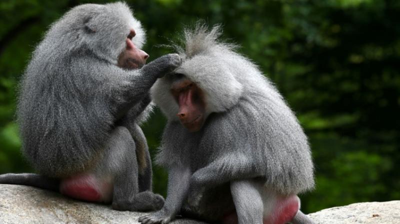 Munich Zoo talks about same-sex love in animal kingdom