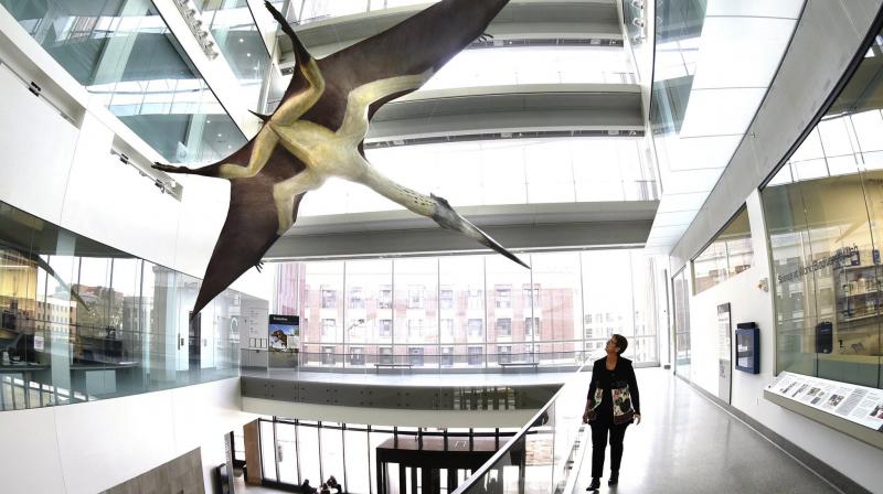 Natural history museum reopens to public